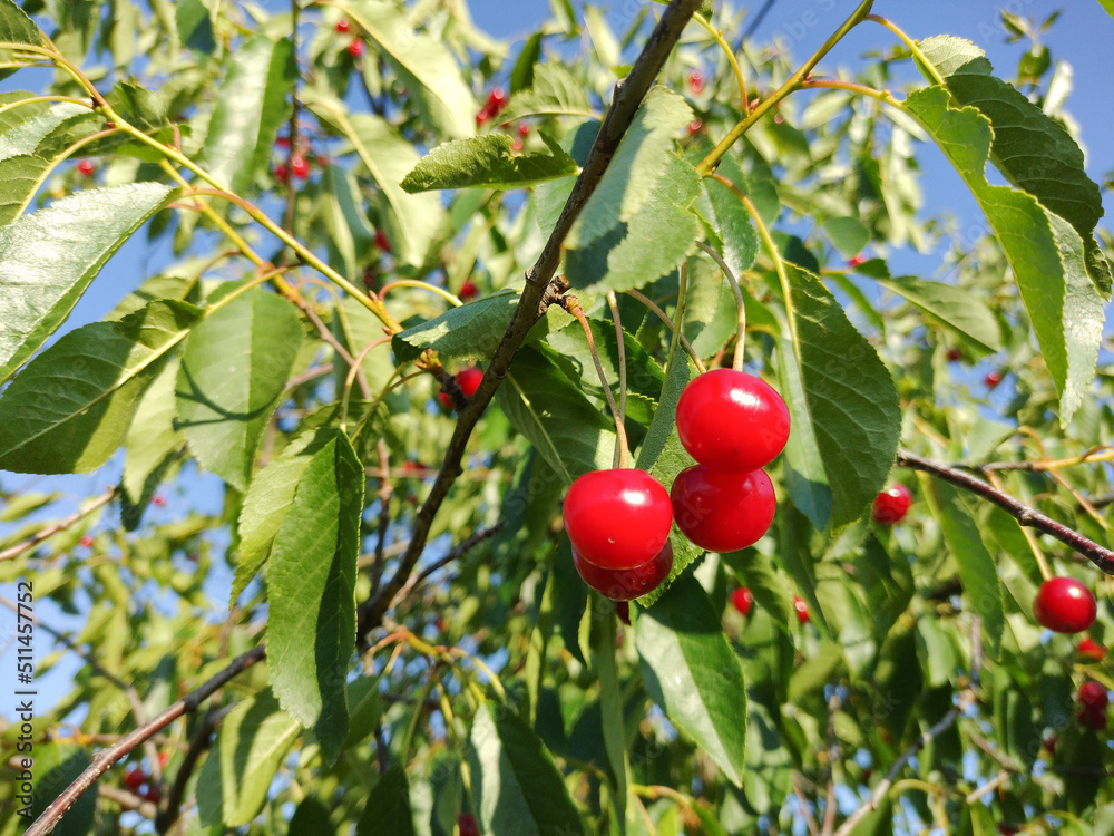 ripe cherries in the tree - in Romania
