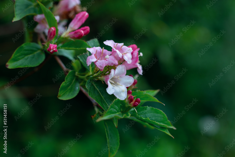 Blooming tree in spring on a green background Blooming tree in spring on a green background