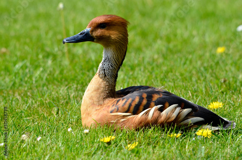 Closeup Fulvous Whistling Duck or fulvous tree duck (Dendrocygna bicolor) lying on grass and seen from profile