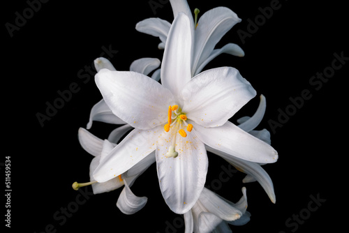 White lily on a black background, studio light. Isolated on black