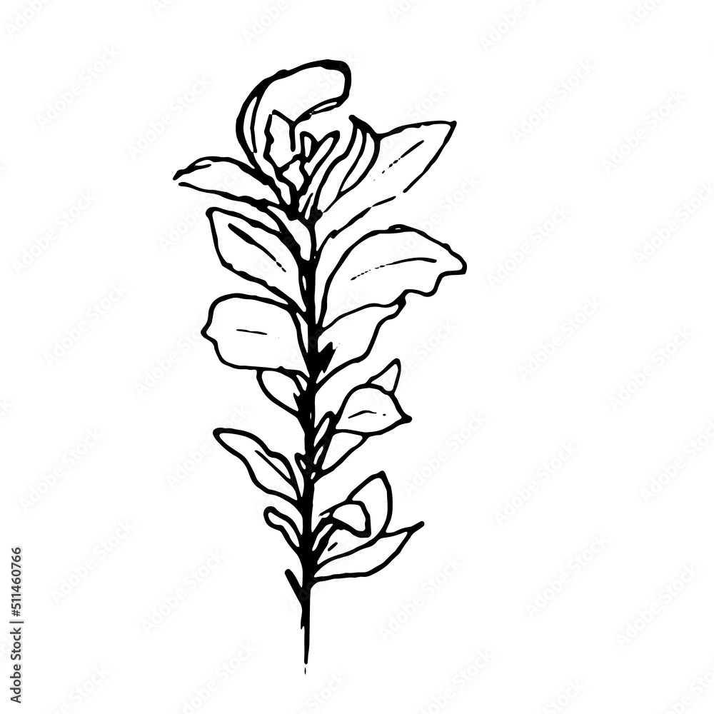 Illustration of a plant. Sketch of the foliage. Hand-drawn line flower
