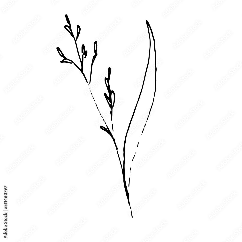 Illustration of a plant. Sketch of the foliage. Hand-drawn line flower Illustration of a plant. Sketch of the foliage. Hand-drawn line flower