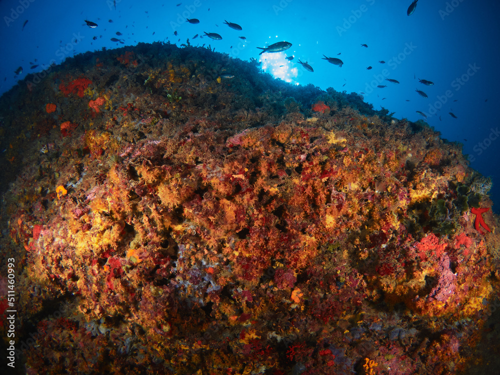 Underwater Mediterranean scene with rocks, corals and seaweed in a sunny day
