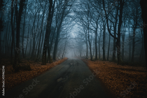road in the woods leading into the fog