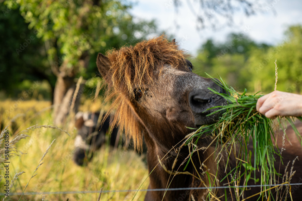 Fototapeta premium Braunes Pferd Portrait
