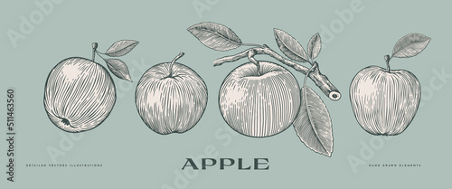 Set of hand-drawn apples in engraving style. Dessert fruits with leaves. Design element for markets, shops, cafes, restaurants, and packaging. Vintage botanical illustration on background isolated.
