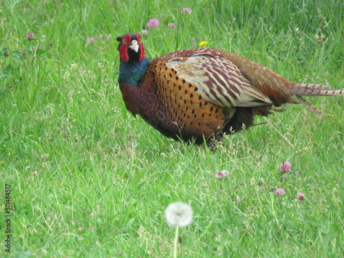 A lionflower and a peasant in a grass field  photo