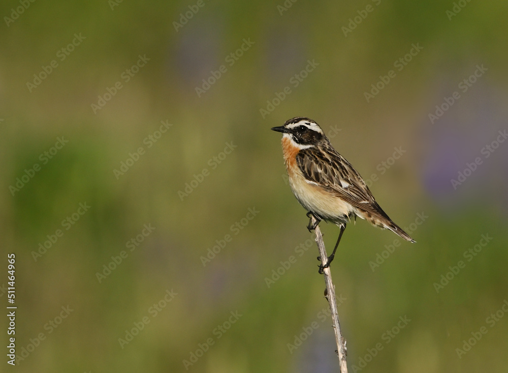 Fototapeta premium Environment and beautiful birds