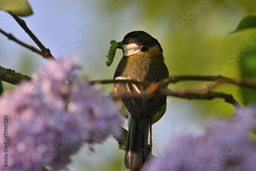 Environment and beautiful birds