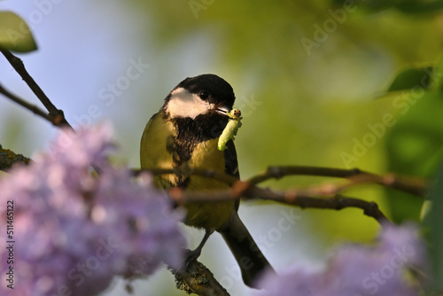 Environment and beautiful birds