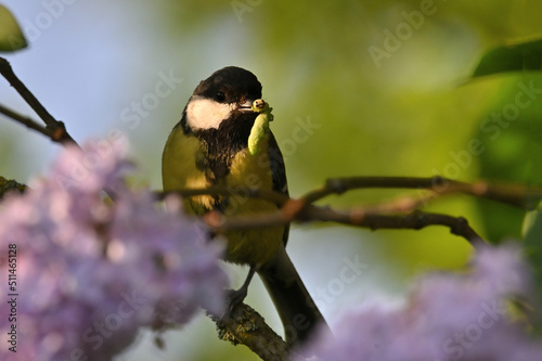 Environment and beautiful birds