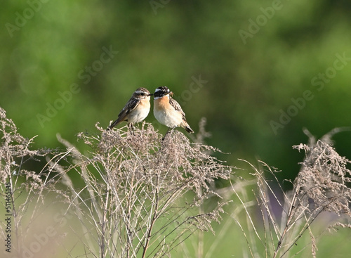 Environment and beautiful birds