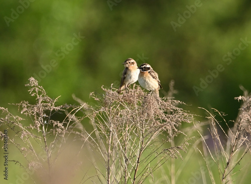 Environment and beautiful birds