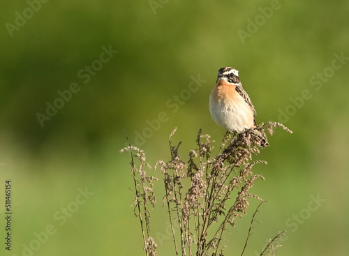 Environment and beautiful birds