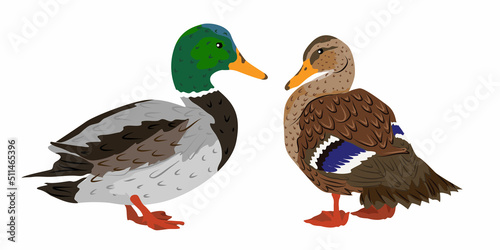 Pair of mallard ducks. Duck and drake. Wild water birds. Realistic vector animal
