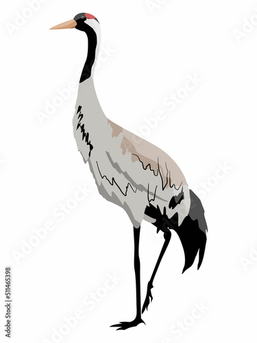 Murais de parede The gray crane stands on one paw. Realistic vector wild shorebird
