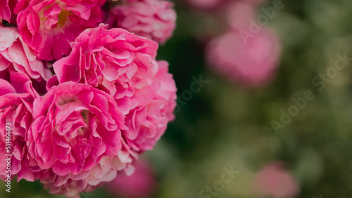 pink rose bush