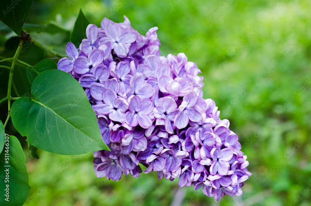 Beautiful branch of lilac closeup stock photo Beautiful branch of lilac closeup stock photo