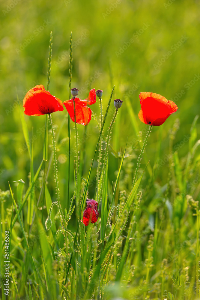 Naklejka premium Scarlet poppies in the meadow among the green grass vertical shot