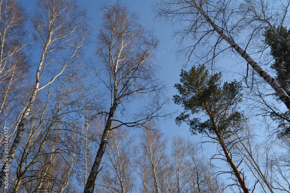 Sunlit tops of leafless birches and green pines against a sunny blue spring sky. Calm and serenity of nature. Sunlit tops of leafless birches and green pines against a sunny blue spring sky. Calm and serenity of nature.