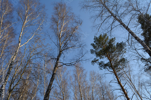 Sunlit tops of leafless birches and green pines against a sunny blue spring sky. Calm and serenity of nature.