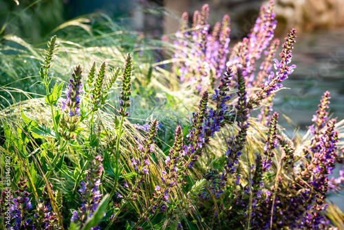 Flowering wild sage in the backlight