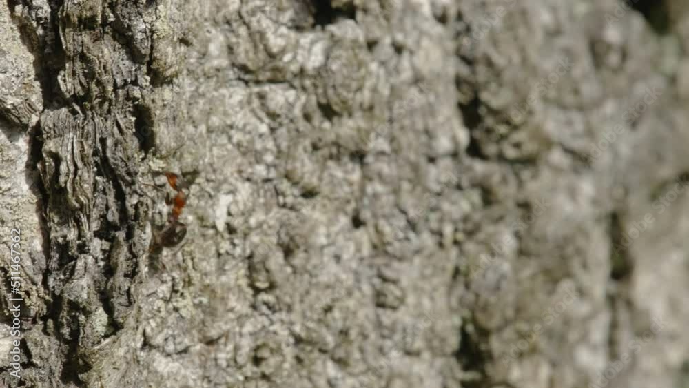 Closer look of the red ant crawling on the logs in the forest in Estonia Closer look of the red ant crawling on the logs in the forest in Estonia