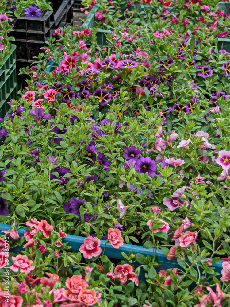 Flowers growing in plastic pots for sale in greenhouse.