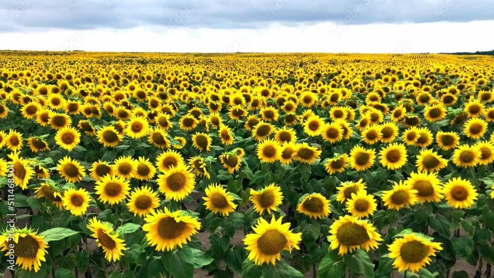 Field of yellow sunflower flowers against a background of clouds. The agricultural industry, production of sunflower oil Field of yellow sunflower flowers against a background of clouds. The agricultural industry, production of sunflower oil