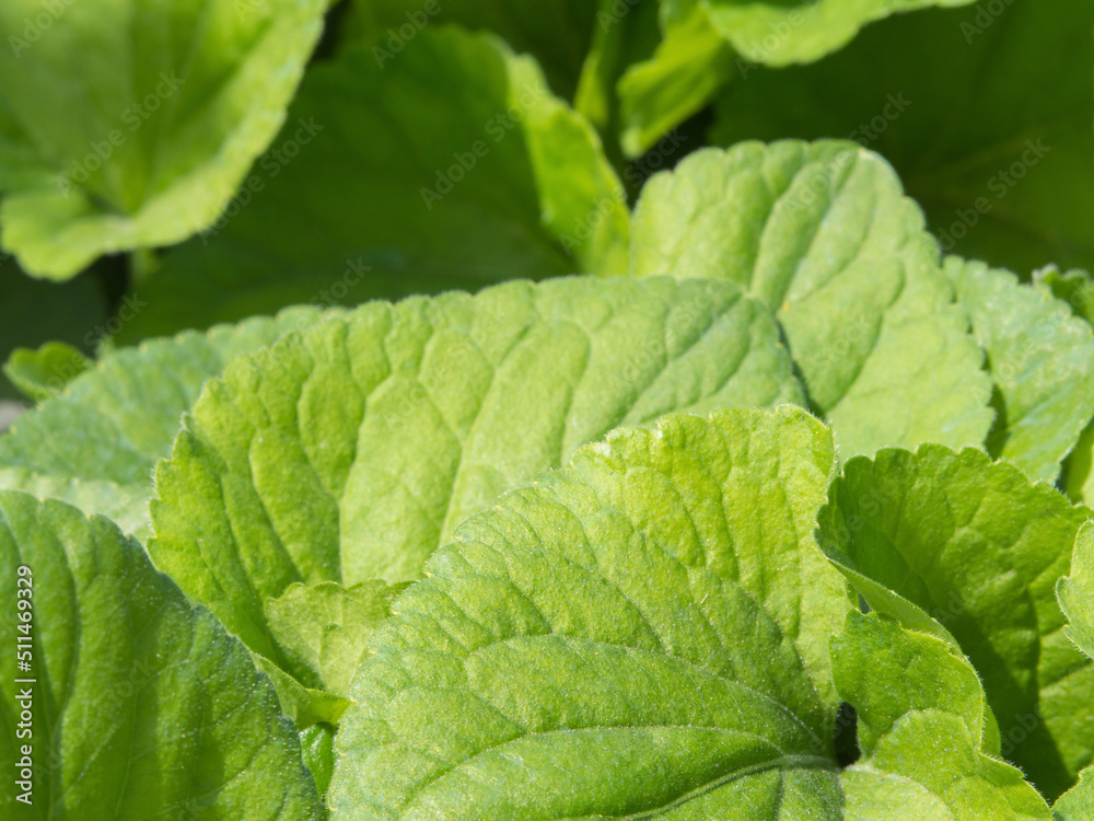 Beautiful natural green background with textured primrose leaves in early spring outdoors in natural light. Delicate greenish leaves in nature Beautiful natural green background with textured primrose leaves in early spring outdoors in natural light. Delicate greenish leaves in nature