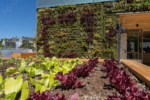 Urban gardening, young lettuce plants with a green house facade in the background
