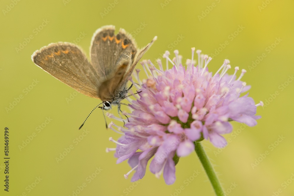 Butterfly Lepidoptera Euplagia quadripunctaria Butterfly Lepidoptera Euplagia quadripunctaria