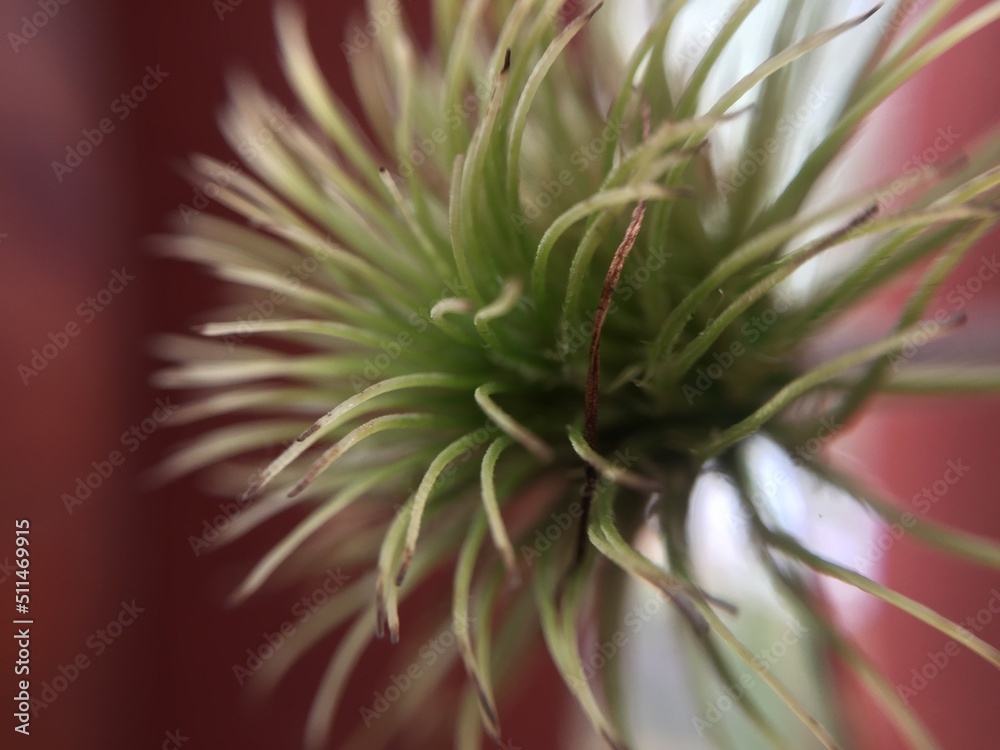 Fototapeta premium close up of a plant 