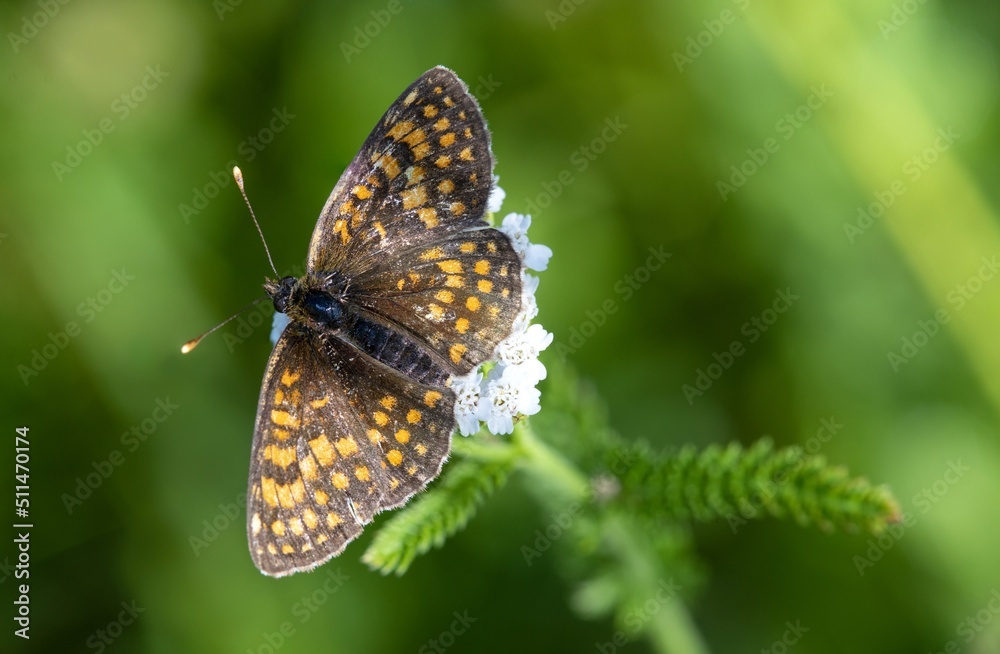 Obraz premium Brown butterfly on a flower on a summer meadow