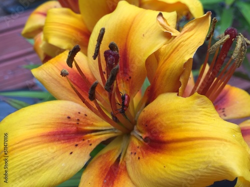 close up of lily