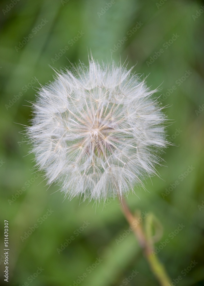 Fototapeta premium dandelion on green