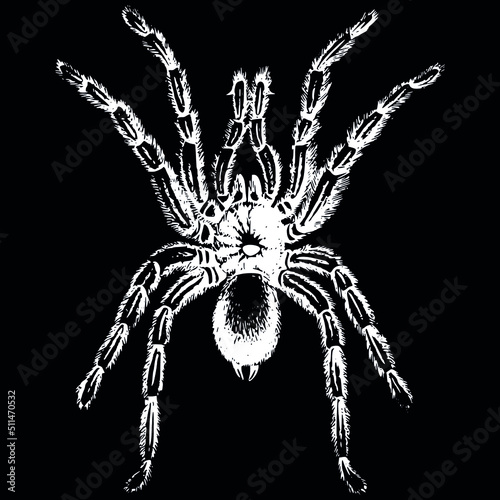 Stampa su tela Animal Spider Arthropod Arachnid