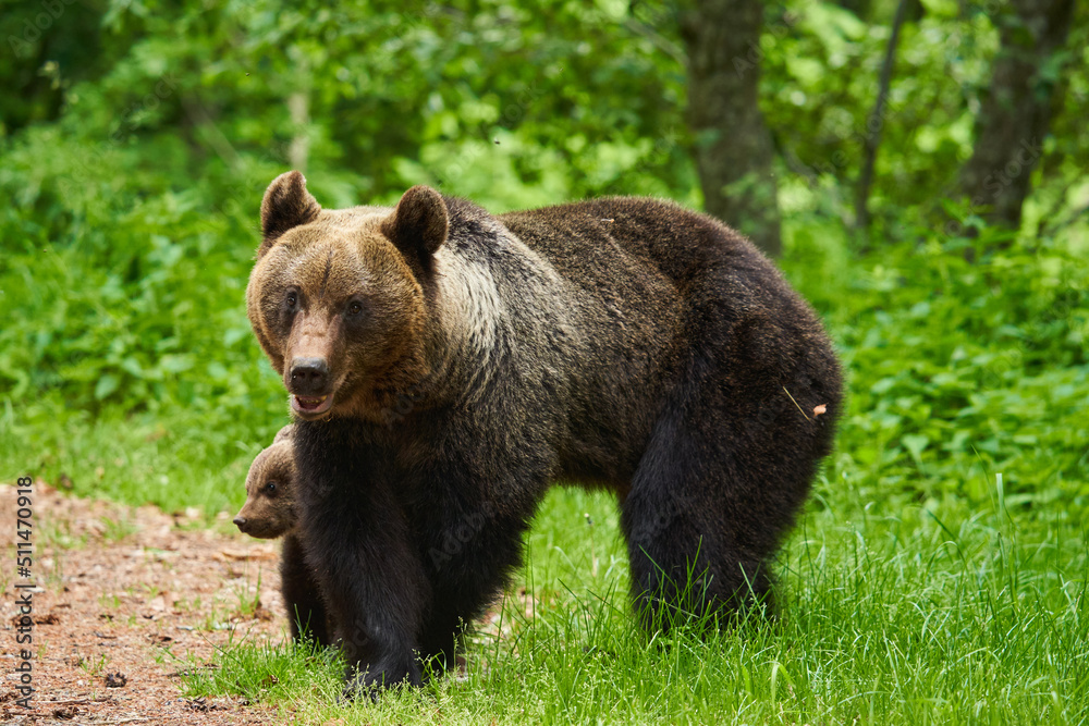 Mother bear and cub