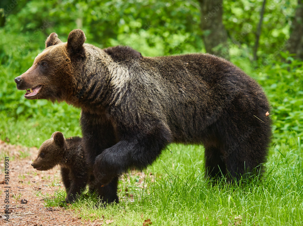 Fototapeta premium Mother bear and cub
