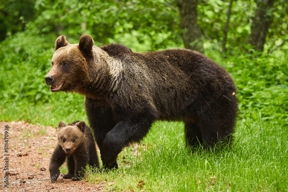Mother bear and cub