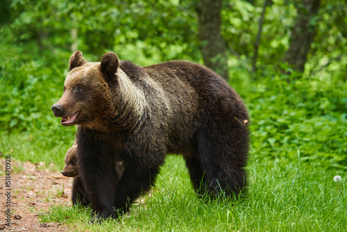 Mother bear and cub