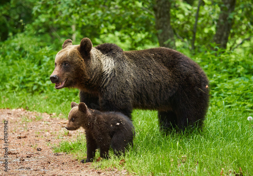 Wallpaper Mural Mother bear and cub Torontodigital.ca