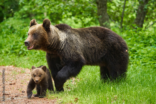 Mother bear and cub