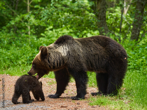 Mother bear and cub