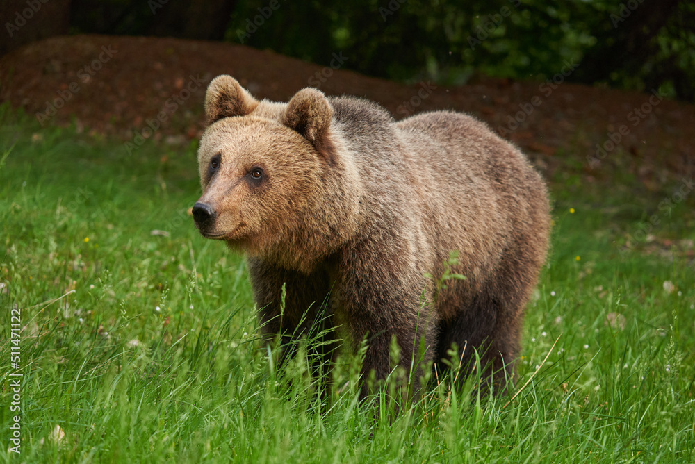 Fototapeta premium Large brown bear in the forest
