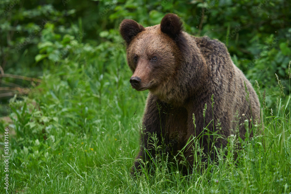 Large brown bear in the forest