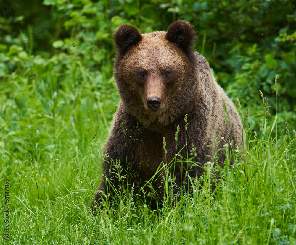 Large brown bear in the forest