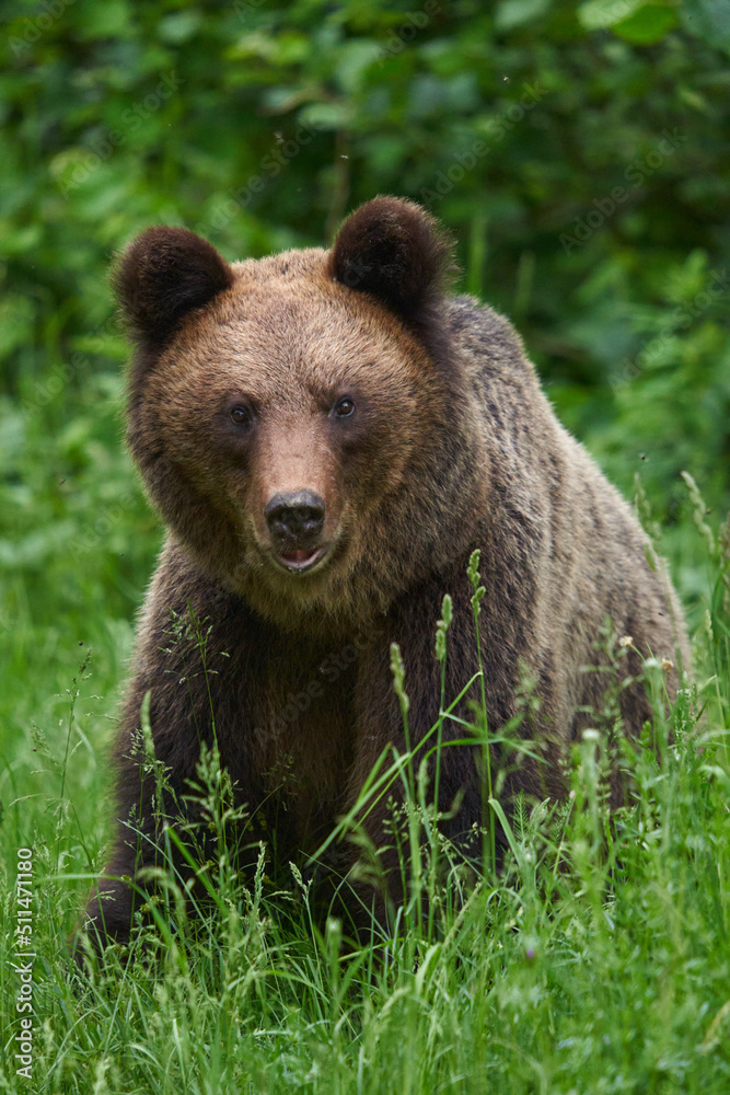 Large brown bear in the forest