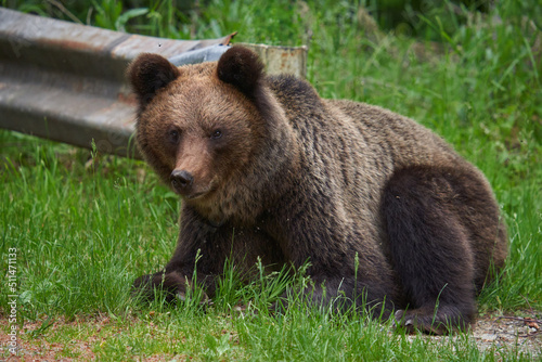 Large brown bear in the forest