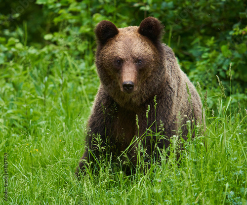 Large brown bear in the forest © Xalanx
